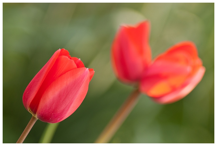 Tulips 1