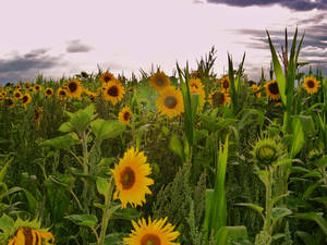 Sunflowers in the wild
