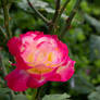 Vibrant Flower