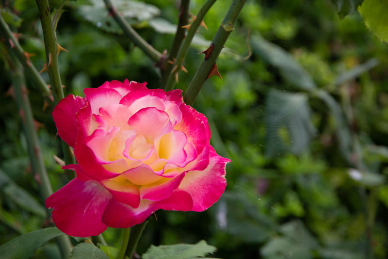 Vibrant Flower