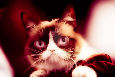 I edited this photo of grumpy cat :3 by sparkfire50 on DeviantArt
