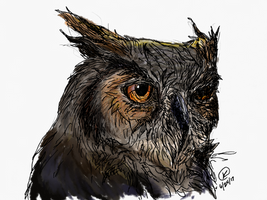 Owl (Digitally Colored)