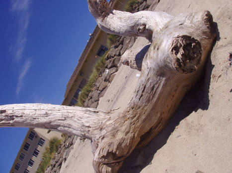 drift wood