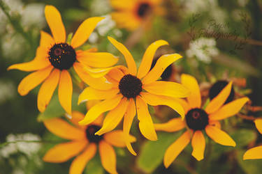 Black-eyed Susans