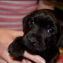 Patterdale Terrier Puppy