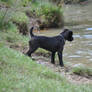 Patterdale Pup-13 Weeks