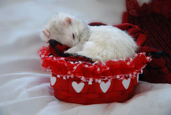 My Basket of Love by Yukkabelle