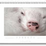Ferrets Calendar - 2nd edition