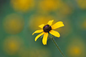 Little suns