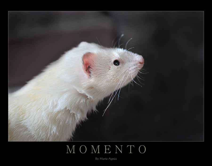 MOMENTO by Yukkabelle