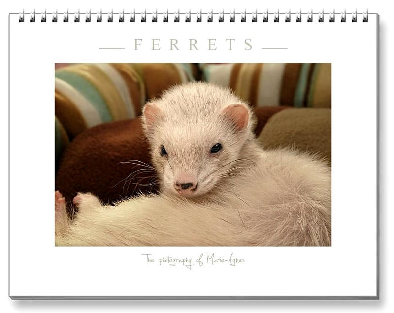 Ferrets Calendar -3 - by Yukkabelle