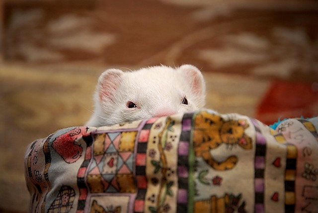 Basket of Fluffy white Love