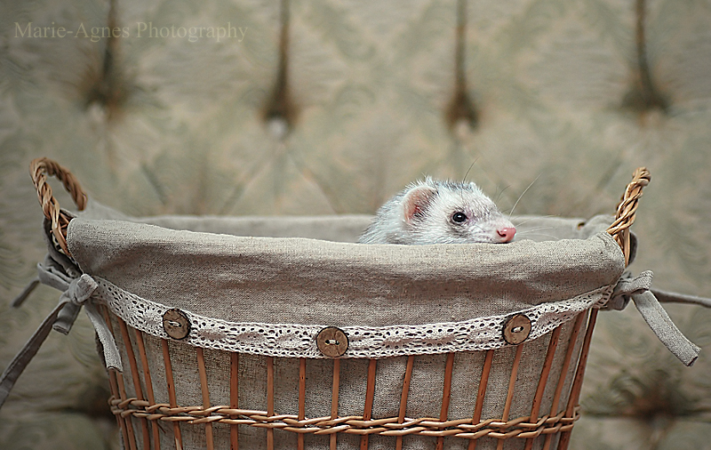 My Little Basket