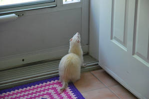 Ferret Stock Image - 029 -