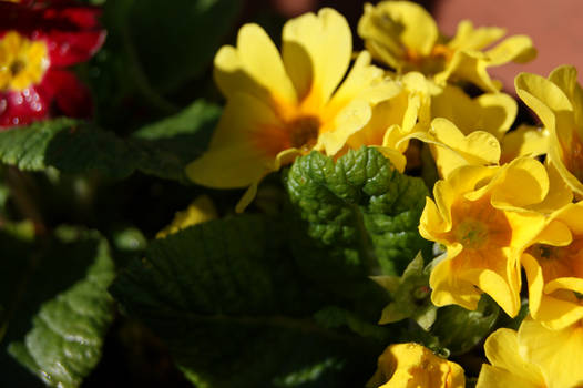 Inside the flower pot