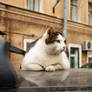 A Cat on a car