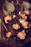Roses are spring by Ilman-Lintu