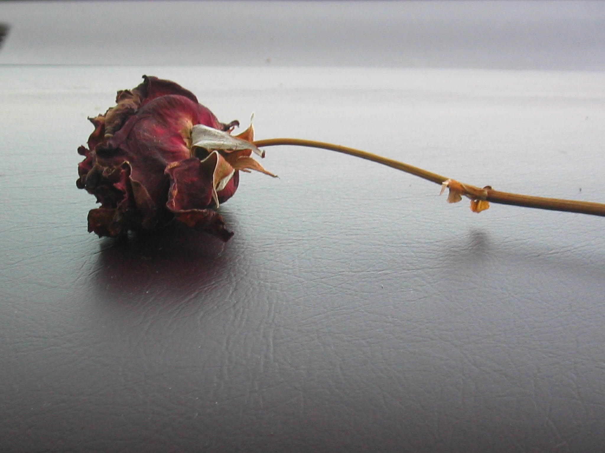 flower on the dashboard stock