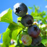 Blue Berry Sky