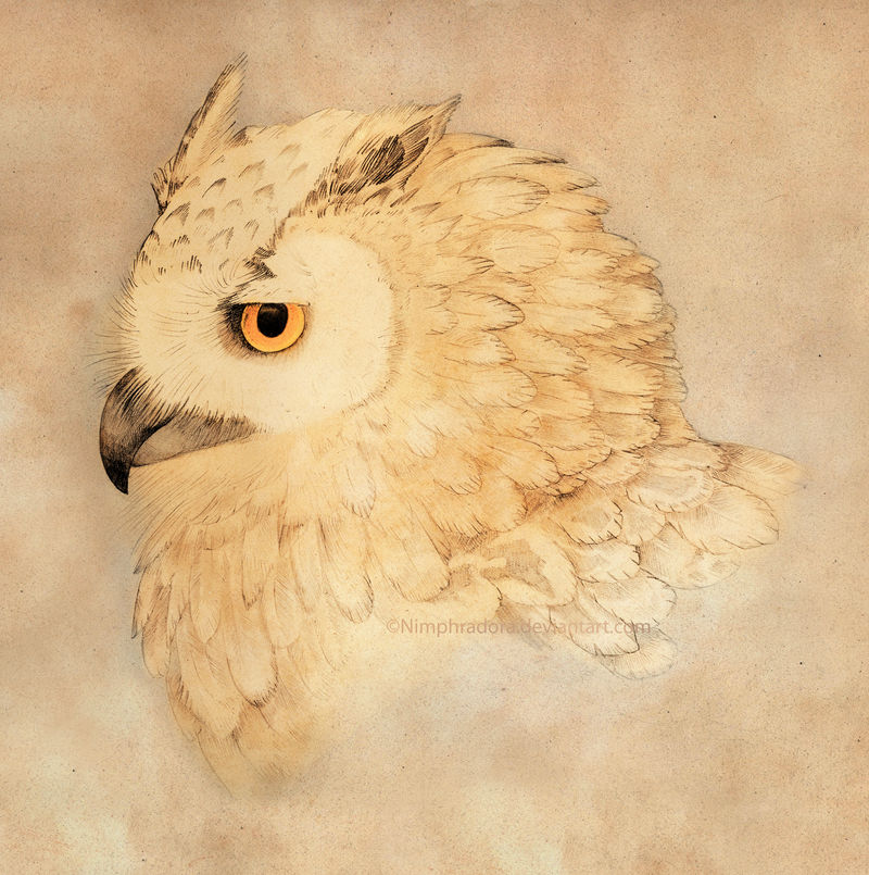 The White Owl