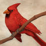 Cardinal