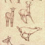 Deer poses study