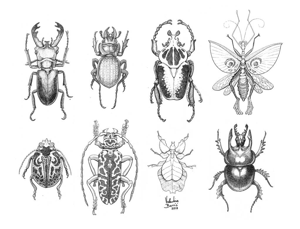Insect study by Nimphradora on DeviantArt