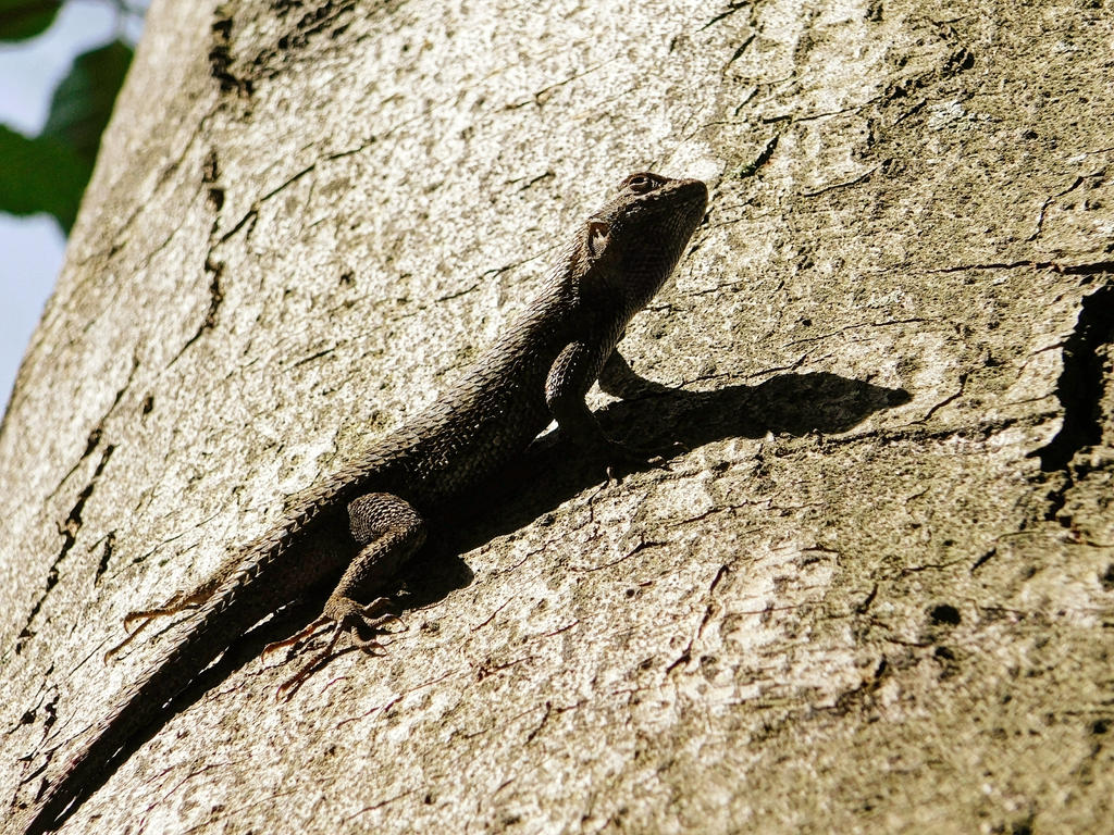 Lizard Friend 2 by deathgasm on DeviantArt