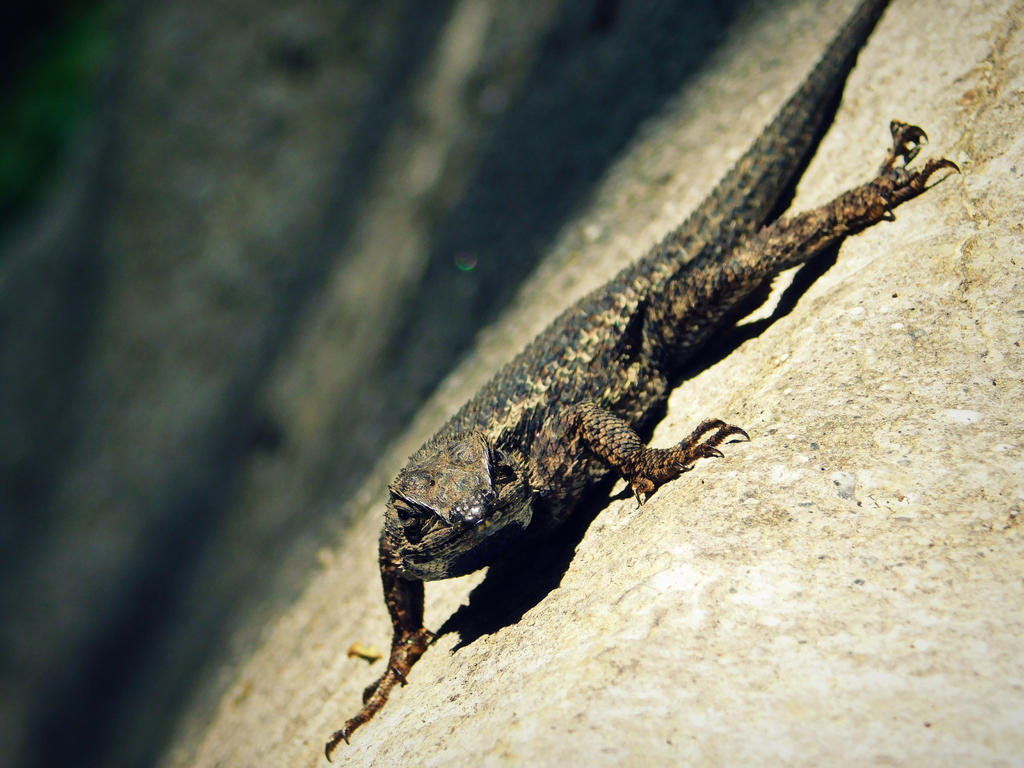 Lizard Friend 3 by deathgasm on DeviantArt