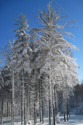 Snow day, 18 Jan 2013: woods