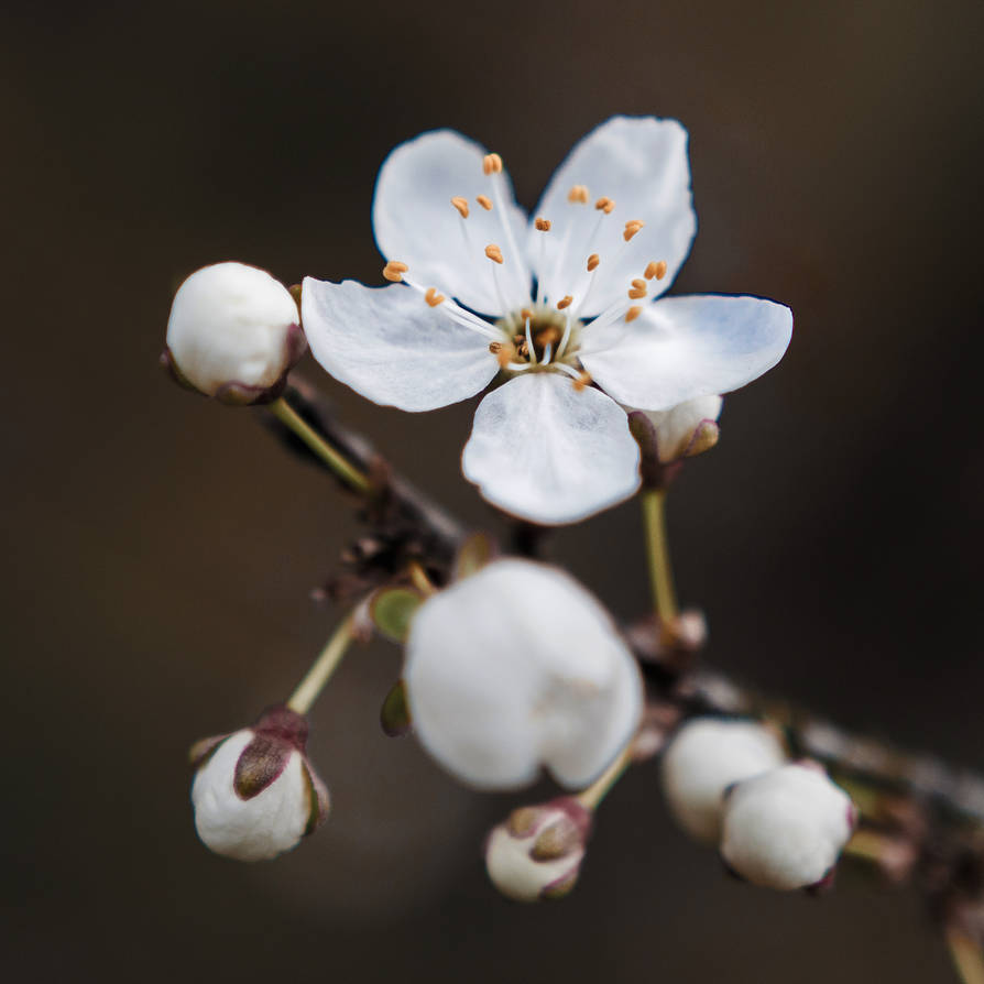 Spring Flower