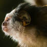 Monkey profile