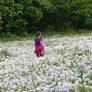 Dandelions