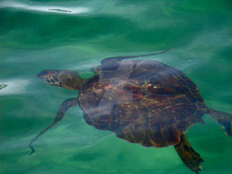 Sea Turtle