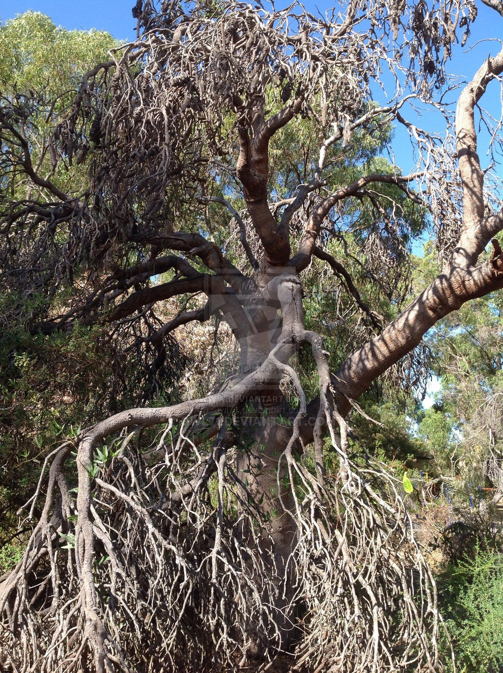 Droopy tree by Owl71 on DeviantArt