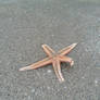 Starfish