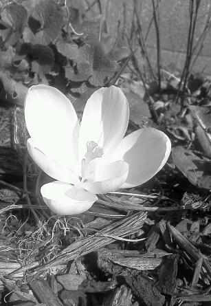 Crocus