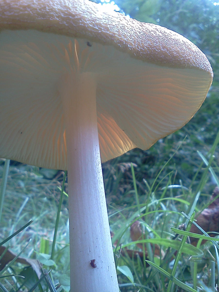 Mushroom