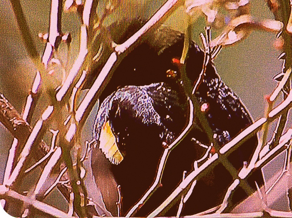 Red-Wing Black Bird