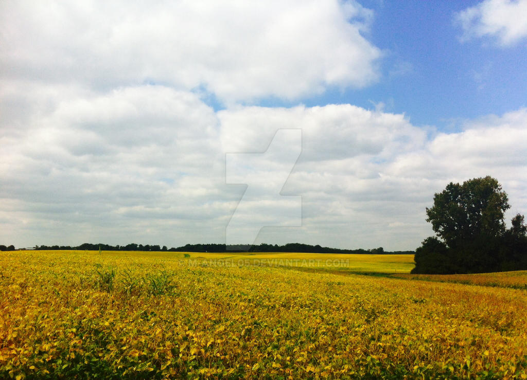 Golden Field