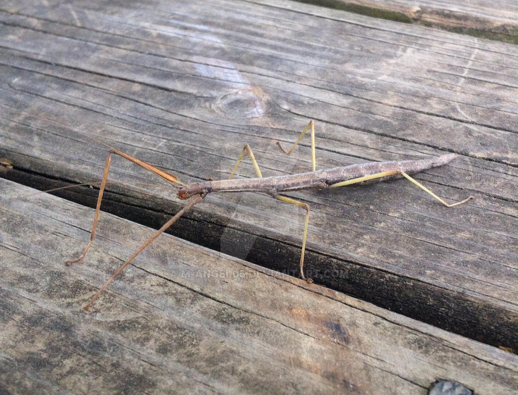 Stick Bug 2 by m-angel05 on DeviantArt