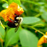 Bumblebee on Yellow Flower