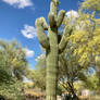 Giant Saguaro 