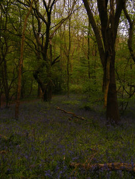 Bluebell Woods 7