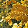 Golden Leaves