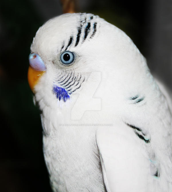 Fluff, the snow white budgie