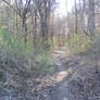 The woods I ride in 2