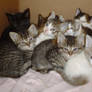 JenniferStarling Kittens 4