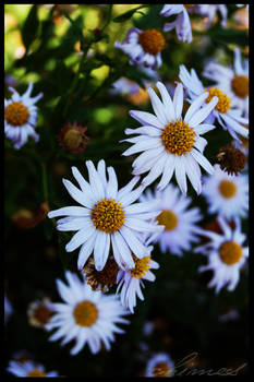 Daisies