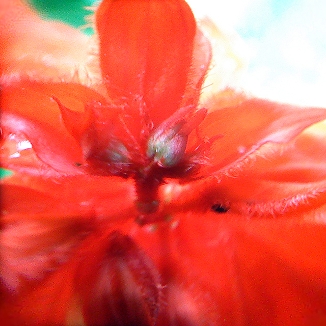 Salvia through porthole